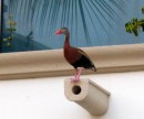 The beautiful duck looks over us in Puerto Vallarta