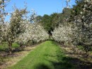 Lenswood is mostly apple orchards.  Trees as blooming now.