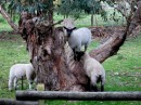 the lambs decide they need to climb in the gum tree