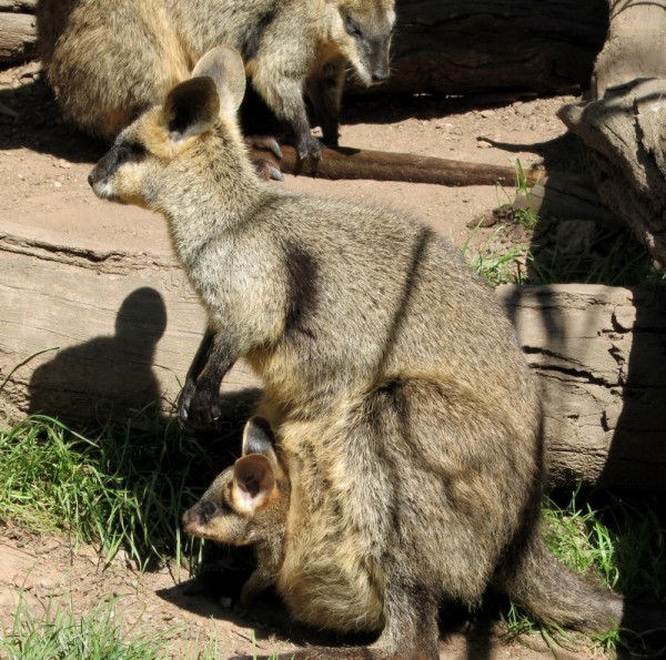 Wallabee and baby (in pouch)