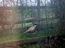 pheasant in our backyard.  They still have regular hunts on horseback.