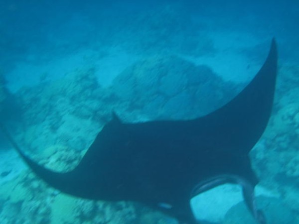 Swimming with the manta rays