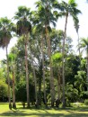 lots of varieties of palm