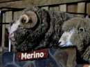 This is where we get our beautiful Merino wool from