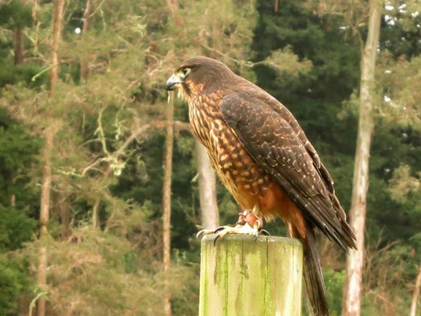 A New Zealand Falcon at Wingspan