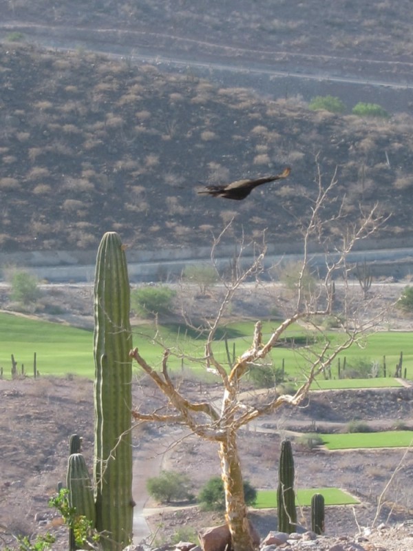 The view from our breakfast at the golf clubhouse above Costa Baja.  