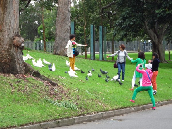 Cockatoos entertain the Japanese tourists