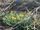 narcissus are early risers