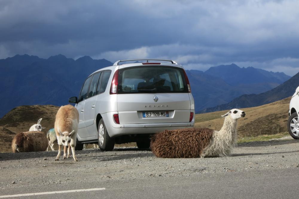 Alpacas in the Pyrenees
