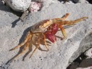  Shell of a land crab- 6 inches across
