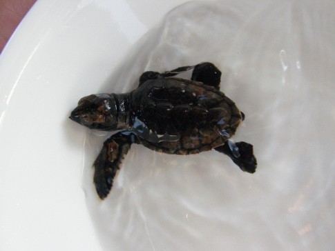 Newly hatched leatherback turtle.