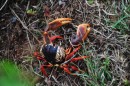 Some of these landcrabs were about 6 inches in diameter. We often found them along the highway and there would be more of them the further away from the villages you were- these are caught and eaten throughout the Caribbean.