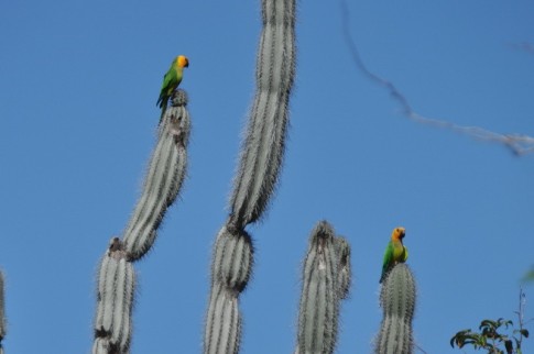 Shoulder green parrots