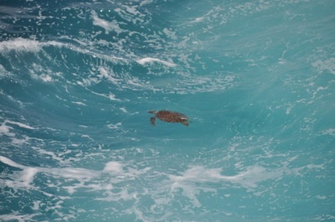 Turtle in the surf zone