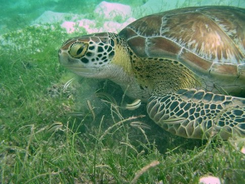 Green Turtle eating Turtle Grass