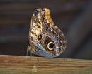 Owl Butterfly. stands about 3" tall.