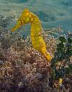 Yellow Sea Horse in a Sea Horse sanctuary in Caye Caulker, Belize. It is in 4 feet of water and is open to the sea. They floated some nets and other hiding spots and the Sea Horses stay by there own choice.