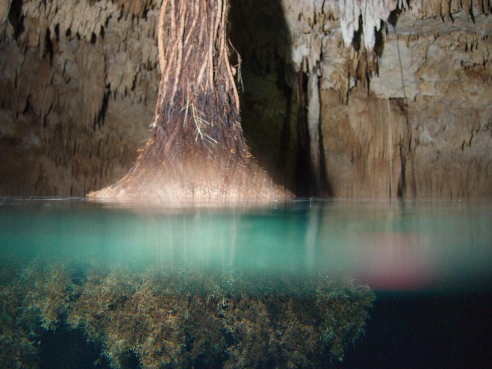 This is tree root coming down into the Cenote through the rock 20 feet above. The lower portion is below the water sucking up nutrient. 