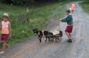 Children hauling water with their goats and wagons in a small village in Vinales.