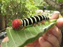 What a caterpiller! Huge, colourful, the stuff of children