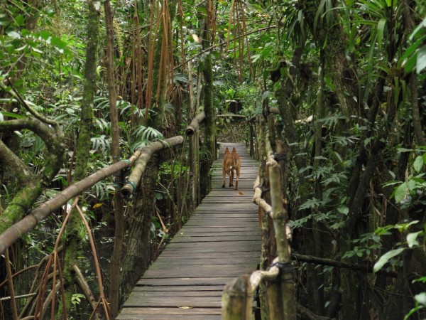 Eco trail at Tortugal Marina, Rio Dulce.