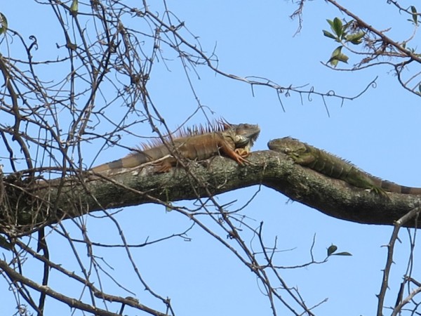 Male and female iguana