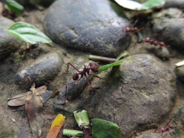 Hard working ants