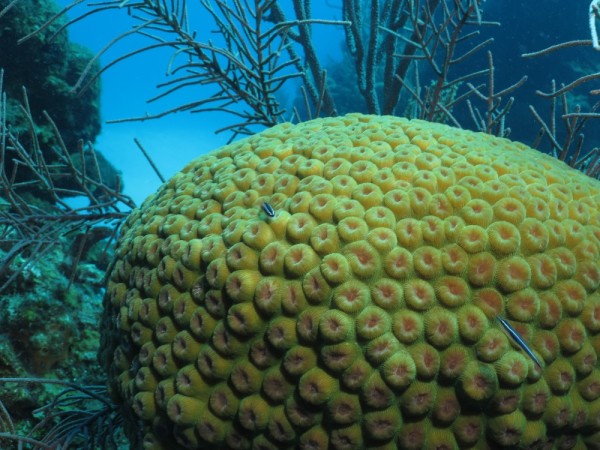 Brain coral at Glover