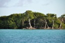 Mangrove forests where the boobies nest.