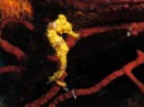 This is a live and healthy seahorse we found while diving at the West End of Roatan.