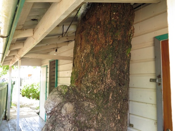 This tree grows right through the roof of this house in Utila.