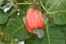 The cashew "fruit" and the cashew "nut"