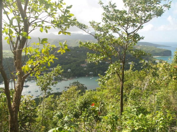 Nexus from Top of Marigot Bay Hike, St Lucia