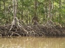 Mangroves up Rio Cicique, Isla del Ray