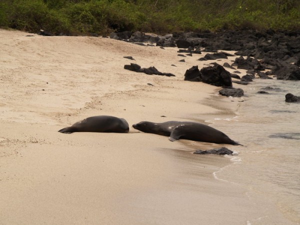 sea lions sleeping in surf
