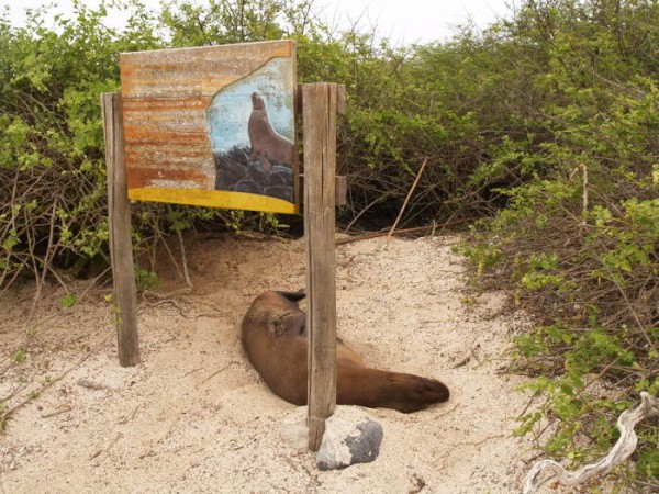 sleeping sea lion under sign warning of sleeping sea lions