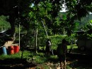 Picking mangos, Nuku Hiva