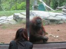 Woman with Ape-Colored Hair, Part 2, San Diego Zoo.