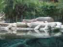 Hippo, San Diego Zoo
