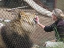 How to Feed a Lion