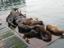 Sea lions in Newport, OR
