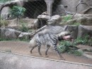 Pacing Hyena, San Diego Zoo