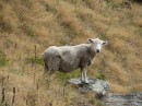 Sheep on Mt. Roy