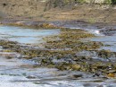 Sea kelp at Curio Bay