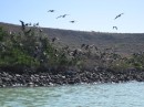 Frigatebirds Bahia San Gabriel, Isla Espiritu Santo.
