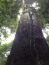 1000 year-old Brush Box tree in Boorganna Nature Reserve, Comboyne