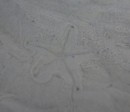 Shelburne Bay starfish. 4/7/13