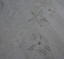 Shelburne Bay starfish. 4/7/13