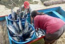 Binning the catch ready for roadside sale. Namalatu Beach. 31-8-13