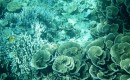 Coral garden at North Komodo. 20-9-13